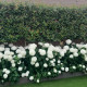 Lei Glansmispel - Photinia red robin