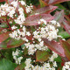 Lei Glansmispel - Photinia red robin