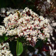 Lei Glansmispel - Photinia red robin