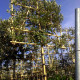Quercus ilex - Steeneik Leivorm