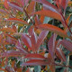 Glansmispel - Photinia Fras. red robin hoogstam
