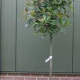 Glansmispel - Photinia Fras. red robin hoogstam