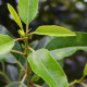 Portugese laurier hoogstam - Prunus Luc. 'Angustifolia'