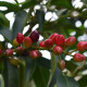 Portugese laurier hoogstam - Prunus Luc. 'Angustifolia'