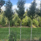 Portugese laurier hoogstam - Prunus Luc. 'Angustifolia'