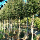 Steeneik - Quercus ilex hoogstam