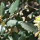 Steeneik - Quercus ilex hoogstam