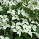 Cornus wiesse fontaine - Japanse kornoelje