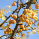 Japanse Notenboom - Ginkgo biloba dakvorm