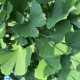 Japanse Notenboom - Ginkgo biloba dakvorm