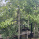 Dak Haagbeuk - Carpinus betulus 