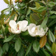 Magnolia grandiflora leivorm