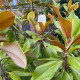Magnolia grandiflora leivorm