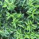 Portugese laurier leivorm - Prunus lusitanica 'Angustifolia'